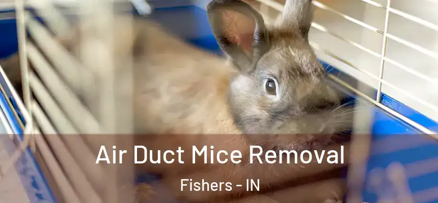 Air Duct Mice Removal Fishers - IN