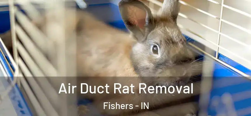 Air Duct Rat Removal Fishers - IN